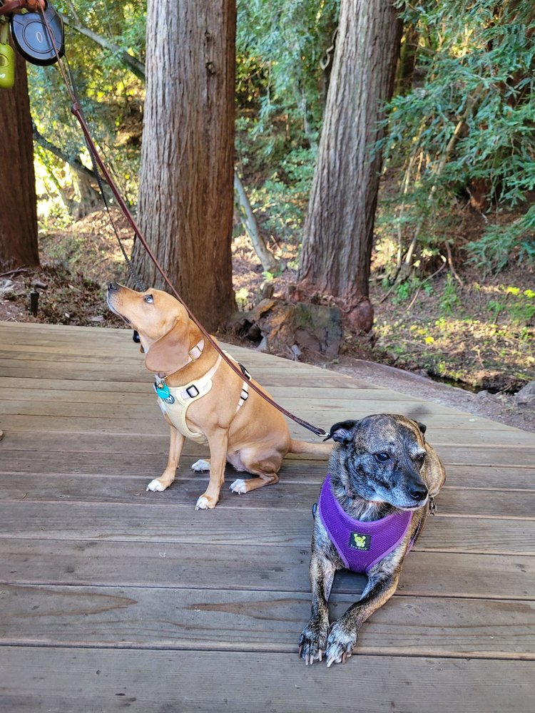 MILL VALLEY INN 102 Photos & 93 Reviews 165 Throckmorton Ave, Mill Valley, California