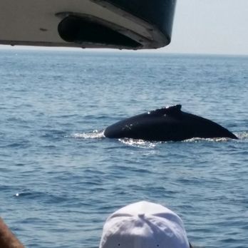 7 Seas Whale Watch - Whale Watching Tours Near Me - Gloucester, Massachusetts