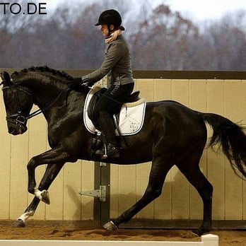 Echo Glen Equestrian Center - Corteo at his stallion testing...he finished top third. - Horseback Riding Near Me - North Plains, Oregon Echo Glen Equestrian Center - Corteo at his stallion testing...he finished top third. - Horseback Riding Near Me - North Plains, Oregon