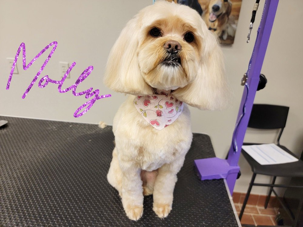 SALON DEOHGEE Updated October 2024 Northville, Michigan Pet