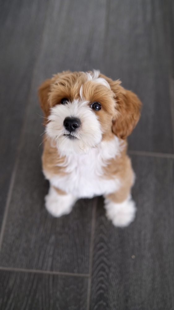 LABRADOODLE STORY TAILS Updated August 2024 Valley Springs