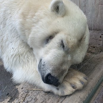 The Buffalo Zoo - Polar Bear. - Zoos Near Me - Buffalo, New York