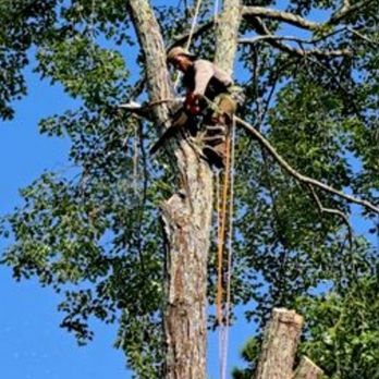 Premier Tree Service - Tree Services Near Me