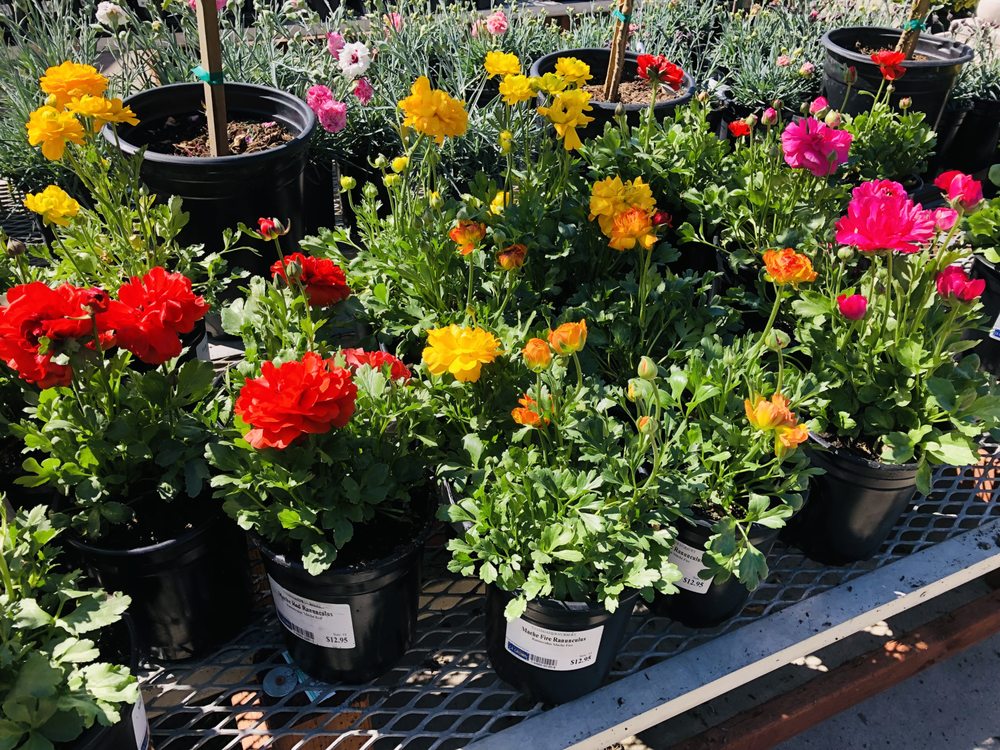YAMAGAMI’S GARDEN CENTER 469 Photos & 281 Reviews 1361 S De Anza