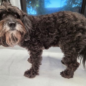 Ez Pet Mobile - Pre grooming - Pet Groomers Near Me - Sunnyvale, California