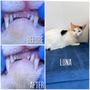 Photo of V.I.C. Pet Dental Spa