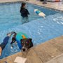 Photo of Tsavo's Canine Rehabilitation & Fitness Center