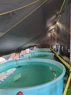 Sea Turtle, Inc. by null