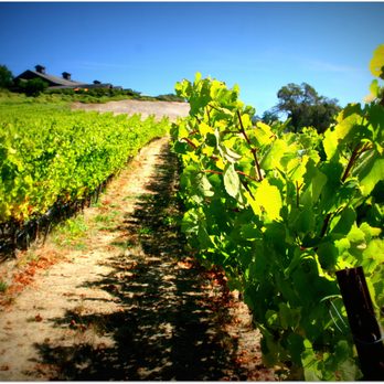 Roederer Estate - Chardonnay estate vineyards. - Wineries Near Me - Philo, California