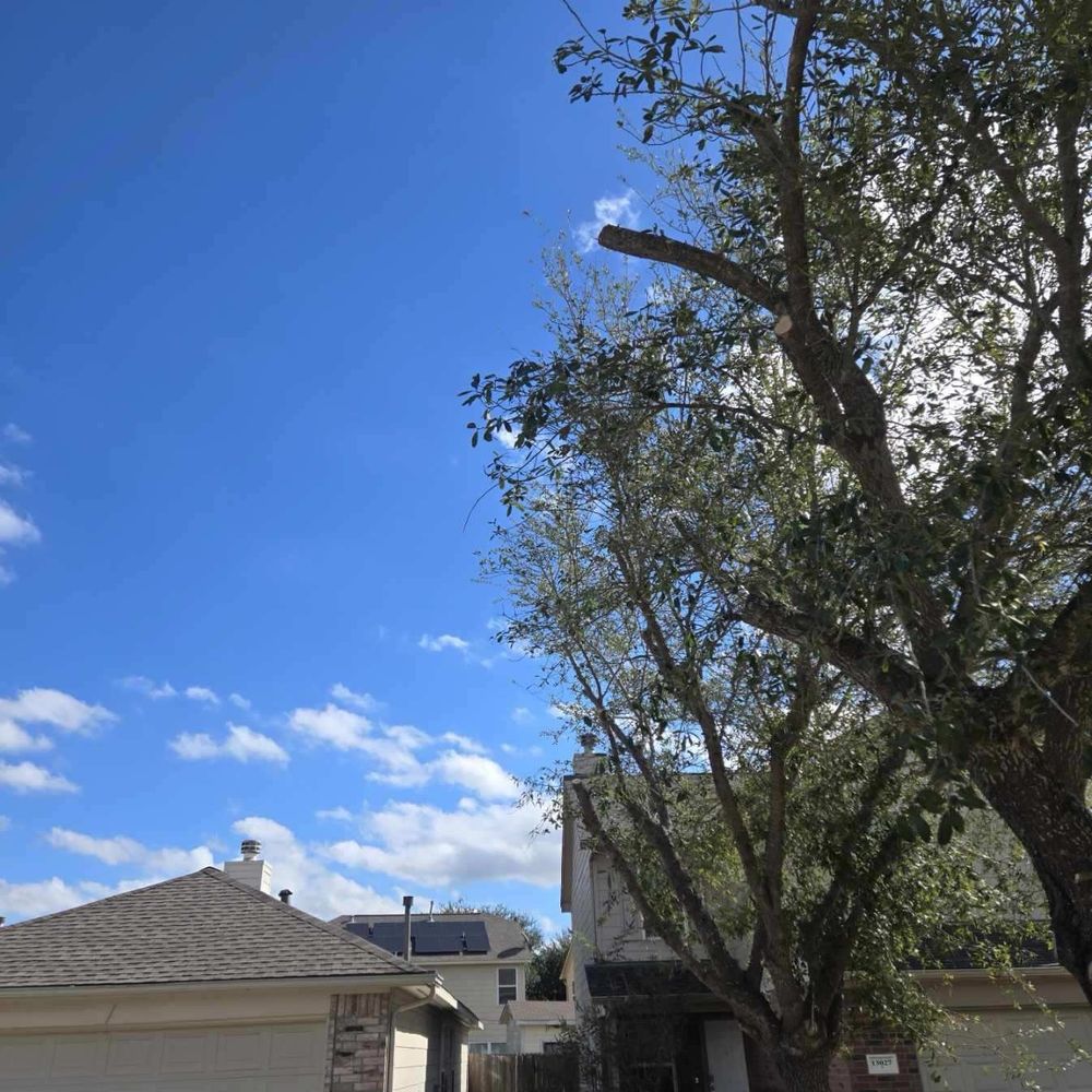 FNE Landscaping & Services - Professionally side trimmed! Trees will remain healthy and property line restored. - Landscaping Near Me - Houston, Texas FNE Landscaping & Services - Professionally side trimmed! Trees will remain healthy and property line restored. - Landscaping Near Me - Houston, Texas