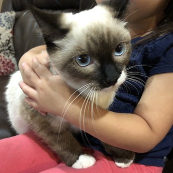 MeoowzResQ - Animal Shelters Near Me MeoowzResQ - Animal Shelters Near Me