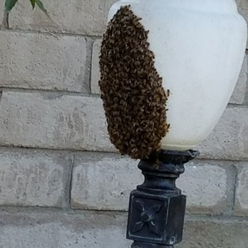 Oc Bee Guy - Our swarm moved on, just like John said - Pest Control Near Me - Anaheim, California Oc Bee Guy - Our swarm moved on, just like John said - Pest Control Near Me - Anaheim, California