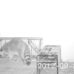 This raccoon has been going into a cat door to the left of this picture. Night vision cameras are often used to view critters