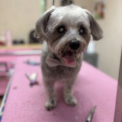 Bare Bones Dog Wash