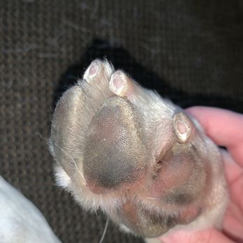 PetSmart - Pet Training Near Me - Midland, Texas PetSmart - Pet Training Near Me - Midland, Texas