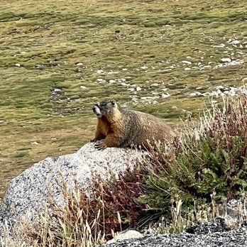 Mount Blue Sky Scenic Byway - Marmot - Hiking Near Me