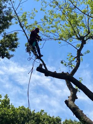 Our Yelp Page - Expert Local Tree Service. 20+ Years Experience 🌳 Serving South Eastern WI 🌲 Removal, Clean Up, Trimming, and more. Give us a call today!