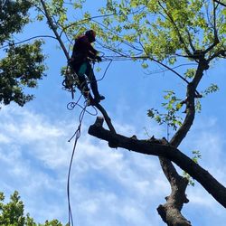 A Cut Above - Expert Local Tree Service. 20+ Years Experience  Serving South Eastern WI  Removal, Clean Up, Trimming, and more. Give us a call today!