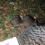 Photo of Kenny Brown No Kill Trapper Wildlife Rescue