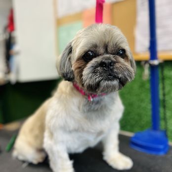 Wanderer Hub Pet Salon - Dog Walkers Near Me - New York, New York Wanderer Hub Pet Salon - Dog Walkers Near Me - New York, New York