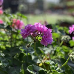 Orta Garden Supply - Nursery