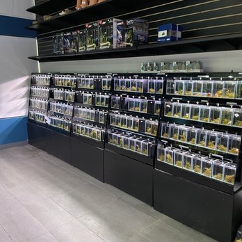 MC Aquatics - Betas- all separate - Local Fish Stores Near Me - Englewood, Colorado