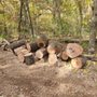 Photo of Beckmann and Son Tree Services