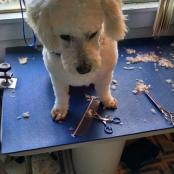 No Stress Dog Grooming - Pet Groomers Near Me - Lakeside, California No Stress Dog Grooming - Pet Groomers Near Me - Lakeside, California