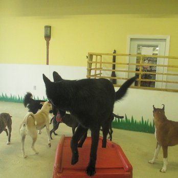 Pet Craze - Daycare & Boarding - Pet Groomers Near Me - Forest, Virginia Pet Craze - Daycare & Boarding - Pet Groomers Near Me - Forest, Virginia
