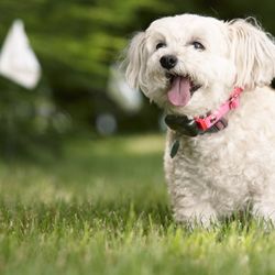 DogWatch Hidden Fences of Portland - Our R7mini collar is the smallest receiver available at only 1.1 ounces (including the battery!), Perfect for small dogs and cats, too.