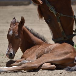 Hidden Creek Ranch - Rasta and Charlie. (aka Roulette 27)