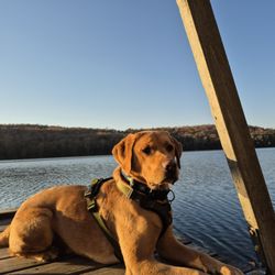 Laughing Dogs - Our dog living his best life at Debby's lake house.