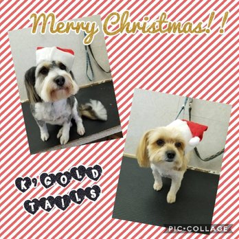 K9 Gold Tails Pet Grooming - Pet Groomers Near Me - Maple Ridge, British Columbia K9 Gold Tails Pet Grooming - Pet Groomers Near Me - Maple Ridge, British Columbia