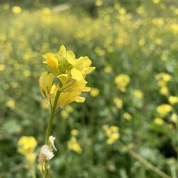 Santiago Creek Trail - Wildflowers 3/4/23
