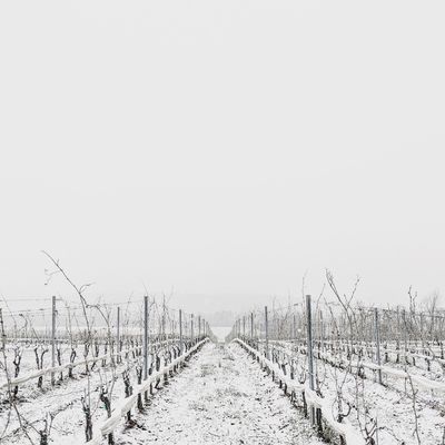 Stinson Vineyards by null