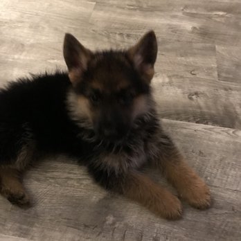 TLC kennel - Pet Breeders Near Me - Kit Carson, Colorado