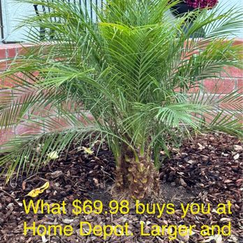 Elegant Gardens Nursery - What $69.98 (before 10% Military Discount) buys you at Home Depot. Larger and more robust Pygmy Date Palms - Nurseries & Gardening Near Me - Moorpark, California Elegant Gardens Nursery - What $69.98 (before 10% Military Discount) buys you at Home Depot. Larger and more robust Pygmy Date Palms - Nurseries & Gardening Near Me - Moorpark, California