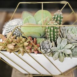 Costco Wholesale - $20 succulent arrangements