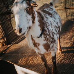 Rebel Hearts Ranch
