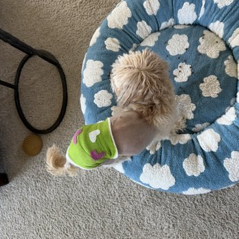 VCA Aurora Animal Hospital - Custom bandages - Veterinarians Near Me - Aurora, Illinois VCA Aurora Animal Hospital - Custom bandages - Veterinarians Near Me - Aurora, Illinois
