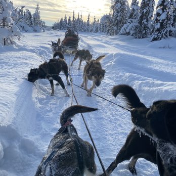 Paws For Adventure - Beautiful winter wonderland while dog sledding - Tours Near Me Paws For Adventure - Beautiful winter wonderland while dog sledding - Tours Near Me