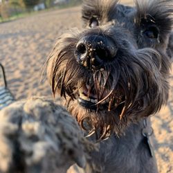 Morning dog