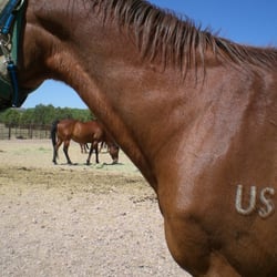 Whisper's Ranch - A retired calvary horse