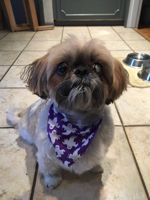 Hair Of The Dog Wash and Groom by null