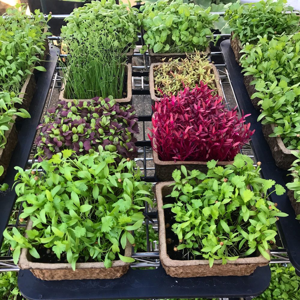 LITTLE SPROUTS URBAN FARM Updated June 2024 10 Photos 1043 State