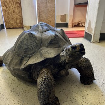 EcoVivarium - Galapagos tortoise encounter - Museums Near Me - Escondido, California EcoVivarium - Galapagos tortoise encounter - Museums Near Me - Escondido, California