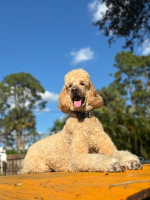 WOOF DOGS - Updated July 2025 - 40 Photos & 24 Reviews