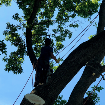 Tarzan Tree Service - Tree Services Near Me Tarzan Tree Service - Tree Services Near Me