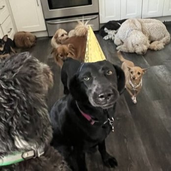 Dog Sitting by Ally - Ruby celebrating Cooper and King's doggie birthday at Ally's - Pet Boarding Near Me