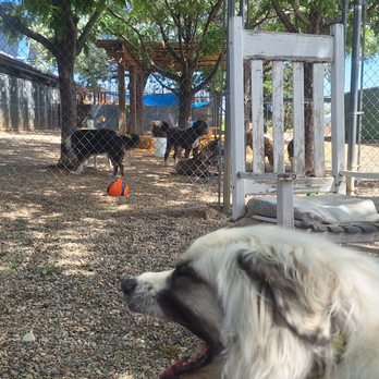 Clever K9's - Pet Sitting Near Me - Kaukauna, Wisconsin Clever K9's - Pet Sitting Near Me - Kaukauna, Wisconsin